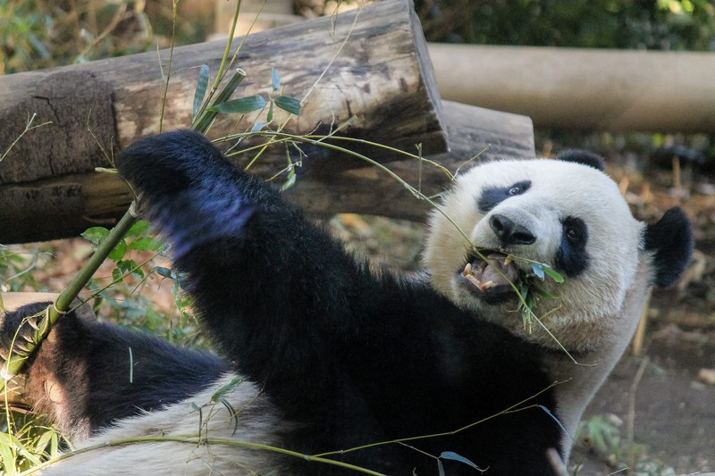 パンダ好きが教えるパンダの生態 動物園と野生の違いは ズーファミリア